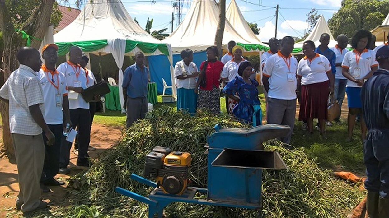 sweet potato silage from chain Uganda