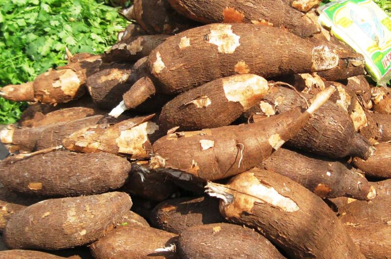 cassava for sale by chain Uganda