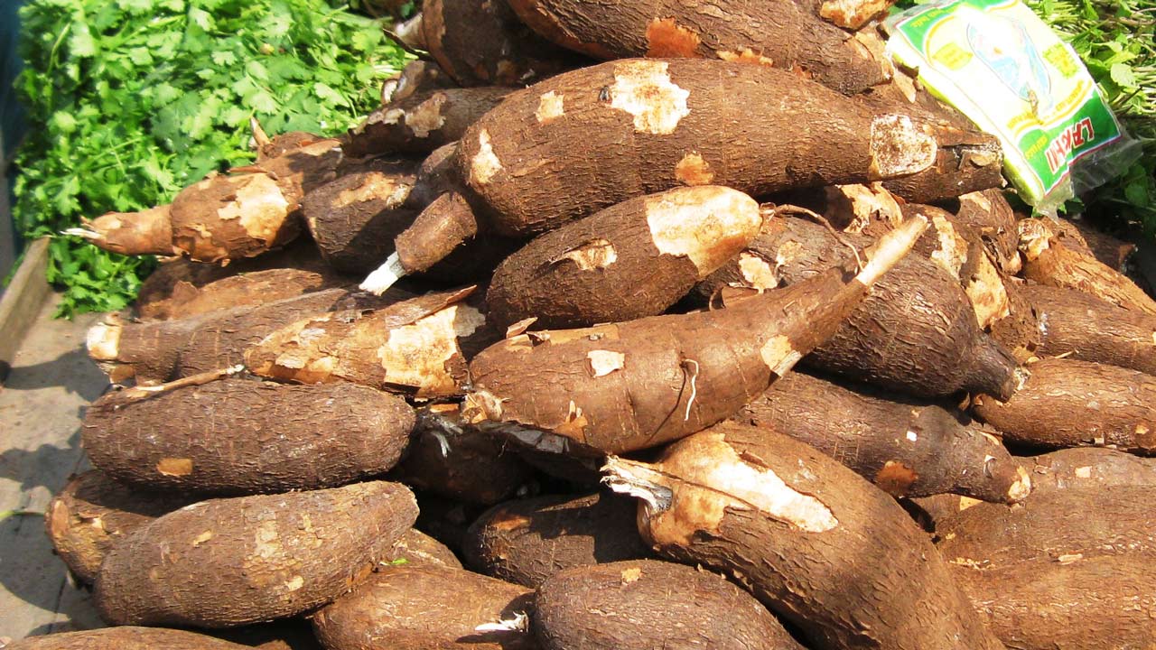 cassava for sale by chain Uganda