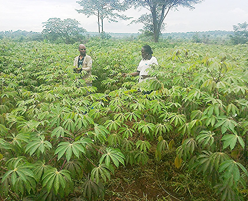 Cassava Seed System