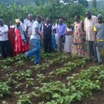 local seed business