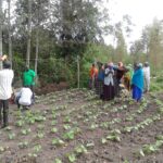 chain Uganda local seed business