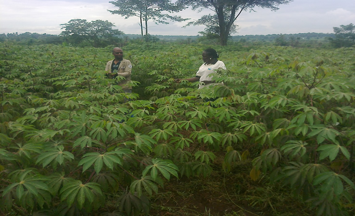 Report on Commercialisation of Cassava Seed System