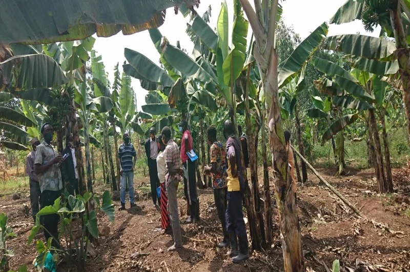 Banana Tissue culture