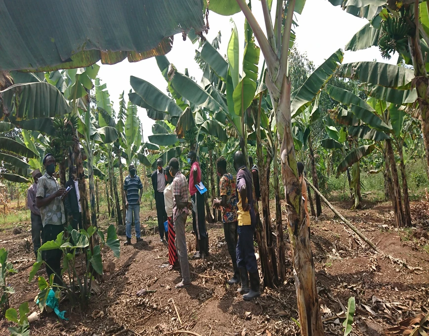 Banana Tissue culture